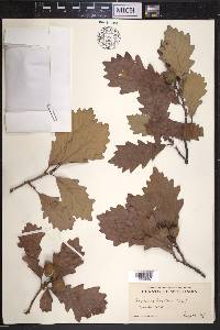 Quercus bicolor image