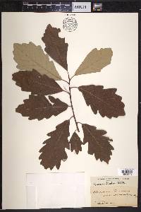Quercus bicolor image