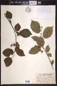 Corylus cornuta image