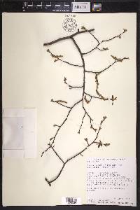 Carpinus caroliniana subsp. virginiana image