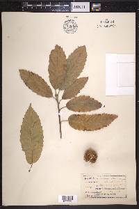 Castanea mollissima image