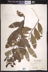 Castanea ashei image