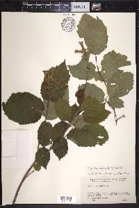 Corylus cornuta image