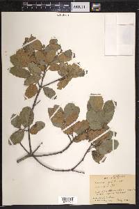 Quercus agrifolia image