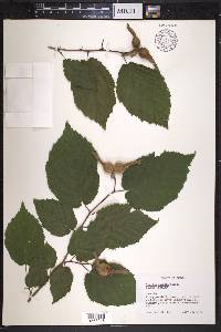Corylus cornuta image