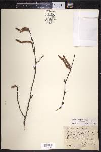 Corylus cornuta image