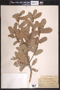 Quercus arizonica image