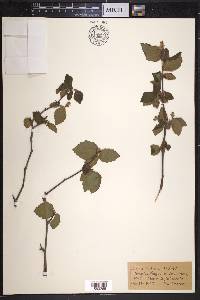 Corylus rostrata image