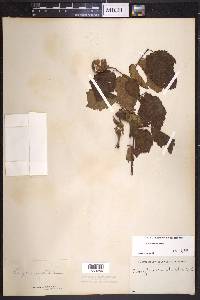 Corylus cornuta image