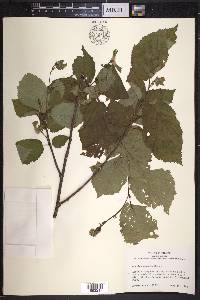 Corylus cornuta image