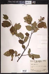 Corylus cornuta image