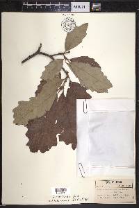 Quercus bicolor image