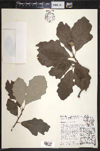 Quercus bicolor image