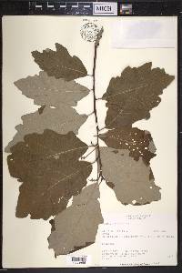 Quercus bicolor image