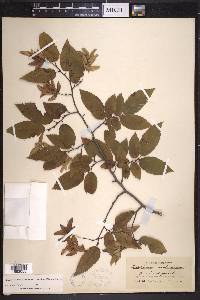 Carpinus caroliniana subsp. virginiana image