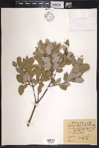 Quercus chrysolepis image