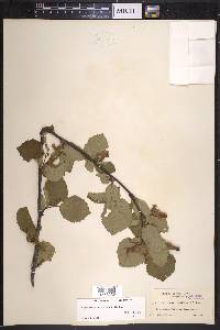 Corylus cornuta image