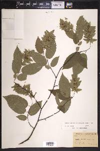 Carpinus caroliniana subsp. virginiana image