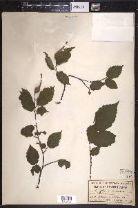 Corylus rostrata image