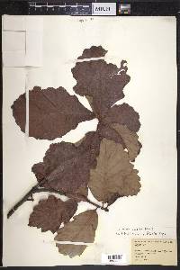 Quercus bicolor image