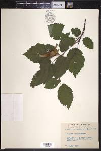 Corylus cornuta image