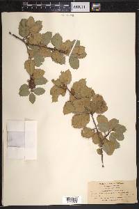 Quercus agrifolia image