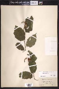 Corylus cornuta image