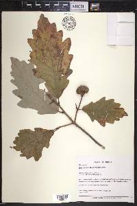 Quercus bicolor image