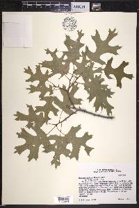 Quercus buckleyi image