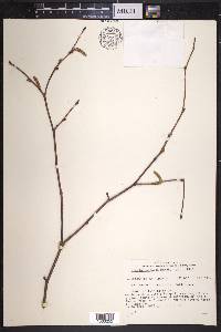 Corylus cornuta image