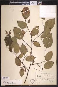 Carpinus caroliniana subsp. virginiana image