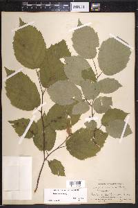 Corylus cornuta image