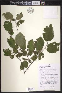 Corylus cornuta image