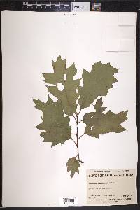 Quercus borealis image