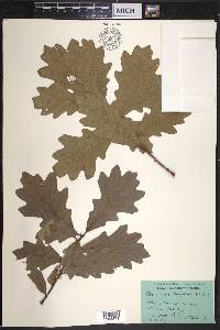 Quercus bicolor image