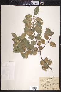 Quercus agrifolia image