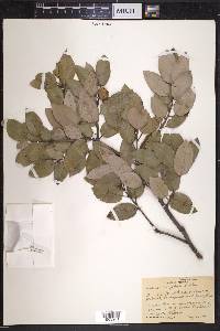 Quercus chrysolepis image