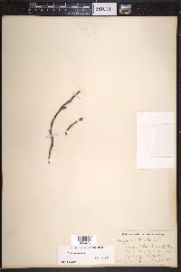 Corylus cornuta image