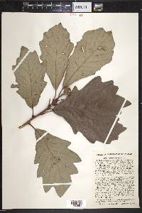 Quercus bicolor image