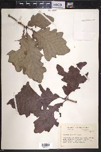 Quercus bicolor image