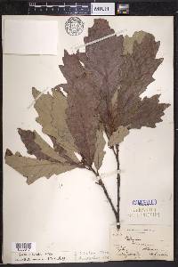 Quercus bicolor image