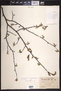 Carpinus caroliniana subsp. virginiana image