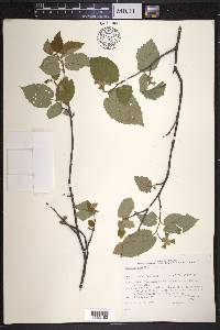 Corylus cornuta image