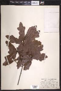 Quercus austrina image
