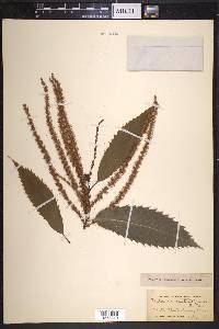 Image Associated With the Occurence