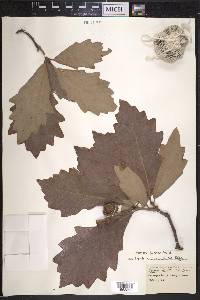 Quercus bicolor image