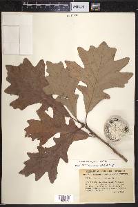 Quercus bicolor image