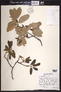 Quercus arizonica image