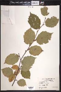 Corylus cornuta image