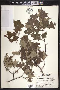 Quercus ilicifolia image